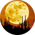 Sawatt L Avatar